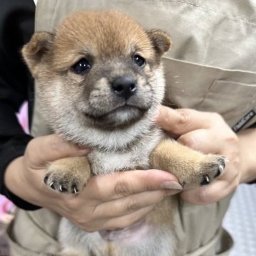 柴犬(豆柴)【宮崎県・男の子・2023年8月4日・赤】の写真「小さいお母さんから産まれた可愛い男の子です😍」