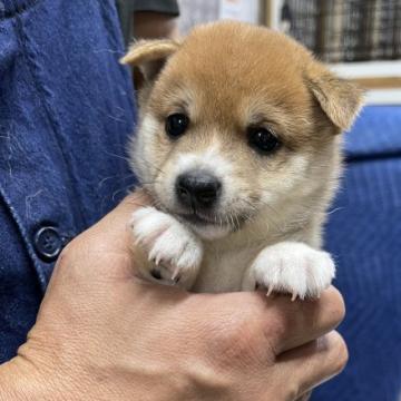 柴犬(豆柴)【宮崎県・男の子・2022年7月26日・赤】の写真「色の綺麗な可愛い男の子です😍」