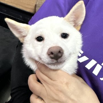 柴犬(豆柴)【宮崎県・女の子・2024年1月24日・白】の写真「豆柴子犬たくさん産まれてます😍ご見学ください」