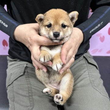 柴犬(豆柴)【宮崎県・女の子・2023年5月2日・赤】の写真「可愛い女の子です！😍」