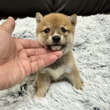 柴犬(豆柴)【宮崎県・男の子・2023年2月16日・赤】の写真「小さく可愛い男の子です😍」