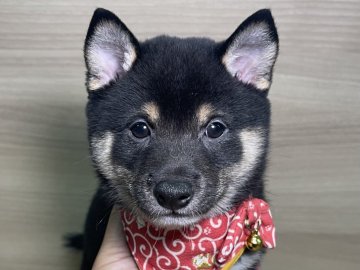 柴犬(豆柴)【宮崎県・男の子・2021年6月1日・黒】の写真「可愛い両親からうまれました😍」