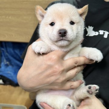 柴犬(豆柴)【宮崎県・男の子・2024年1月19日・白】の写真「豆柴子犬40匹以上産まれてます😍ご見学ください」