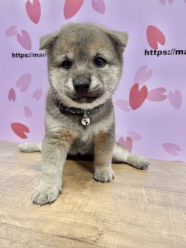 柴犬(豆柴)【宮崎県・男の子・2021年5月15日・赤】の写真「目が可愛い男の子😍」