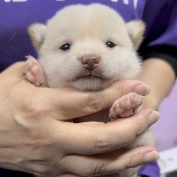 柴犬(豆柴)【宮崎県・女の子・2023年6月5日・白】の写真「可愛い女の子です！😍」