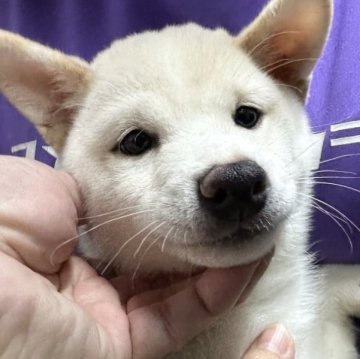 柴犬(豆柴)【宮崎県・男の子・2023年7月25日・白】の写真「可愛い男の子です😍」