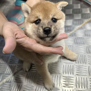 柴犬(豆柴)【宮崎県・女の子・2022年8月8日・赤】の写真「おっとり系の可愛い女の子です😍」