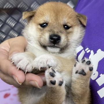 柴犬(豆柴)【宮崎県・女の子・2022年8月5日・赤】の写真「おっとり系のお母さんから産まれた可愛い女の子です！」