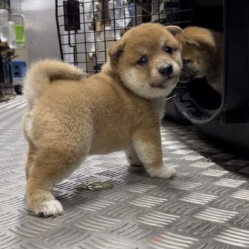 柴犬(豆柴)【宮崎県・男の子・2022年7月28日・赤】の写真「まるっとした男の子です😍」