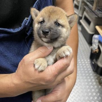 柴犬(豆柴)【宮崎県・男の子・2022年7月26日・赤】の写真「優しい男の子です！」