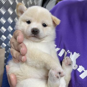 柴犬(豆柴)【宮崎県・女の子・2022年8月10日・白】の写真「可愛い女の子です😍」