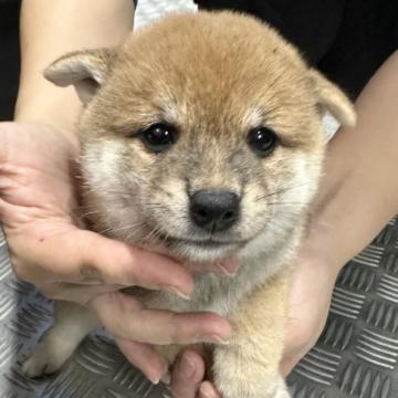 柴犬(豆柴)【宮崎県・男の子・2022年8月8日・赤】の写真「可愛い男の子です😍」