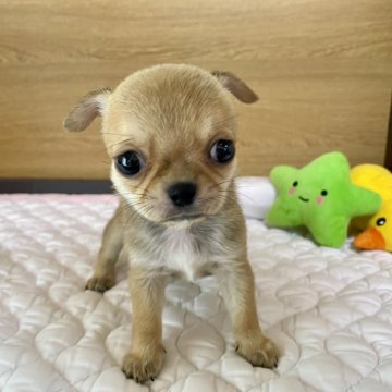 チワワ(スムース)の子犬を探す｜ブリーダー直販の子犬販売【みんなのブリーダー】