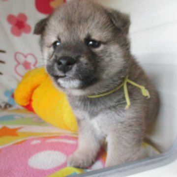 柴犬(標準サイズ)【兵庫県・男の子・2025年3月21日・赤】の写真「おっとりころころ」