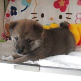 柴犬(標準サイズ)