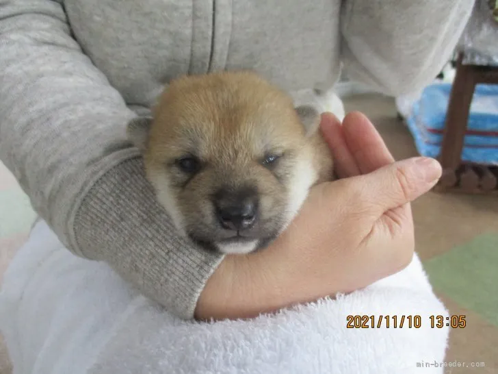 柴犬(標準サイズ)【兵庫県・男の子・2021年10月21日・赤】の写真1