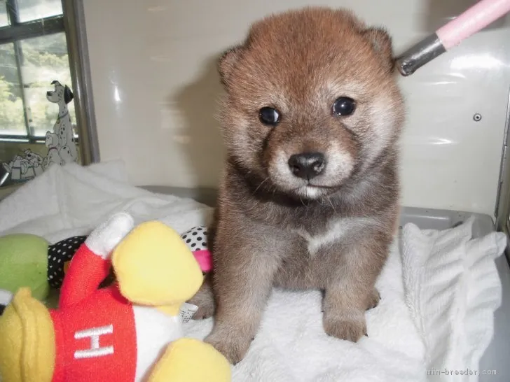 柴犬(標準サイズ)【兵庫県・女の子・2019年9月3日・赤】の写真1