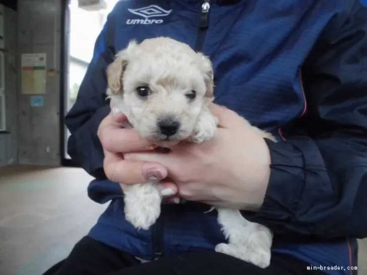 Ｓ.N 様のお迎えした子犬