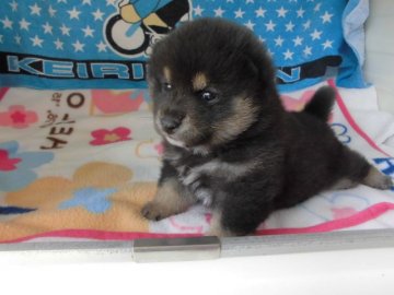 柴犬(標準サイズ)【兵庫県・女の子・2018年2月20日・黒】の写真「一匹子でのんびり育っています。」