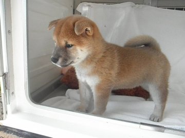 柴犬(標準サイズ)【兵庫県・男の子・2017年8月28日・赤】の写真「かわいい」