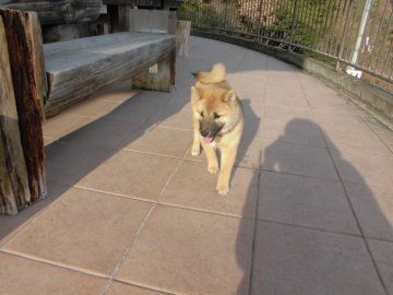 柴犬(標準サイズ)【兵庫県・女の子・2017年8月18日・赤】の写真「かわいいです」