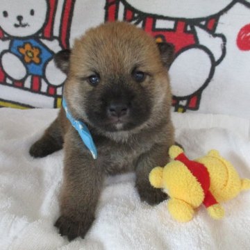 柴犬(標準サイズ)【兵庫県・男の子・2024年10月6日・赤】の写真「ころころとしたかわいいおとこのこです。」