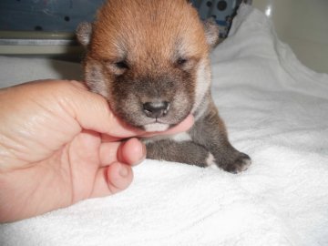 柴犬(標準サイズ)【兵庫県・男の子・2020年5月25日・赤】の写真「かわいいおとこの仔」