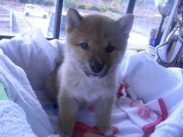 柴犬(標準サイズ)【兵庫県・女の子・2017年1月17日・赤】の写真「父犬黒母犬赤」