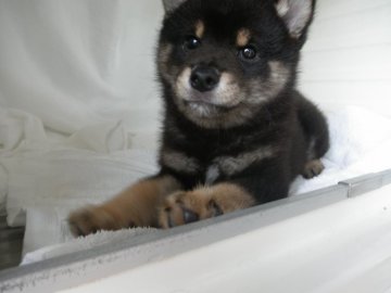 柴犬(標準サイズ)【兵庫県・男の子・2017年3月6日・黒】の写真「父犬黒母犬黒」