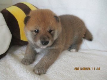 柴犬(標準サイズ)【兵庫県・女の子・2021年7月25日・赤】の写真「かわいいおんなのこ」