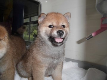 柴犬(標準サイズ)【兵庫県・女の子・2019年9月3日・赤】の写真「かわいい2姉妹」