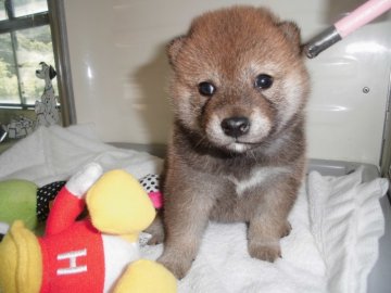 柴犬(標準サイズ)【兵庫県・女の子・2019年9月3日・赤】の写真「姉妹そっくりかわいい」