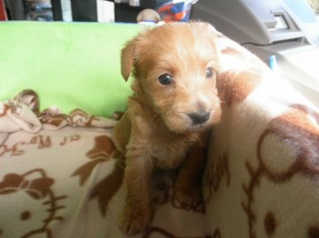 父犬はプードル、母犬はシュナウザー【兵庫県・女の子・2016年2月13日・レッド】の写真「可愛いです」