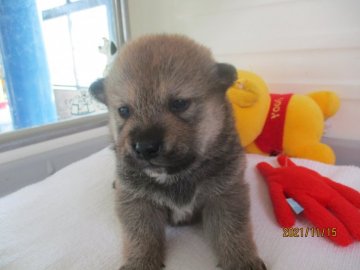 柴犬(標準サイズ)【兵庫県・男の子・2021年10月21日・赤】の写真「かわいいおとこのこです。」