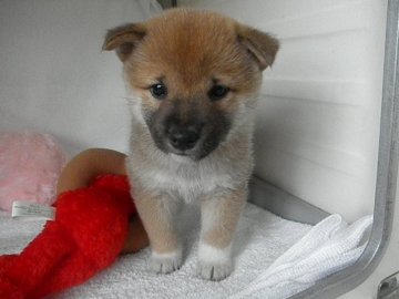 柴犬(標準サイズ)【兵庫県・男の子・2017年8月18日・赤】の写真「かわいいです」