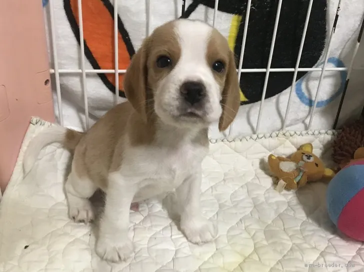 いのっち 様のお迎えした子犬