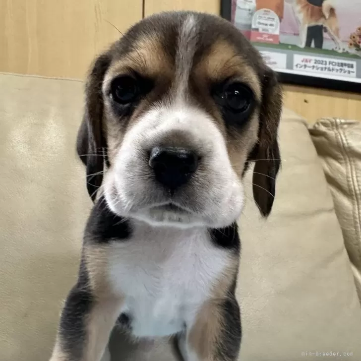 かず 様のお迎えした子犬