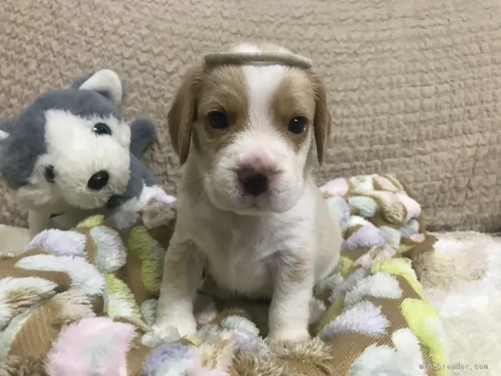 あんずママ 様のお迎えした子犬