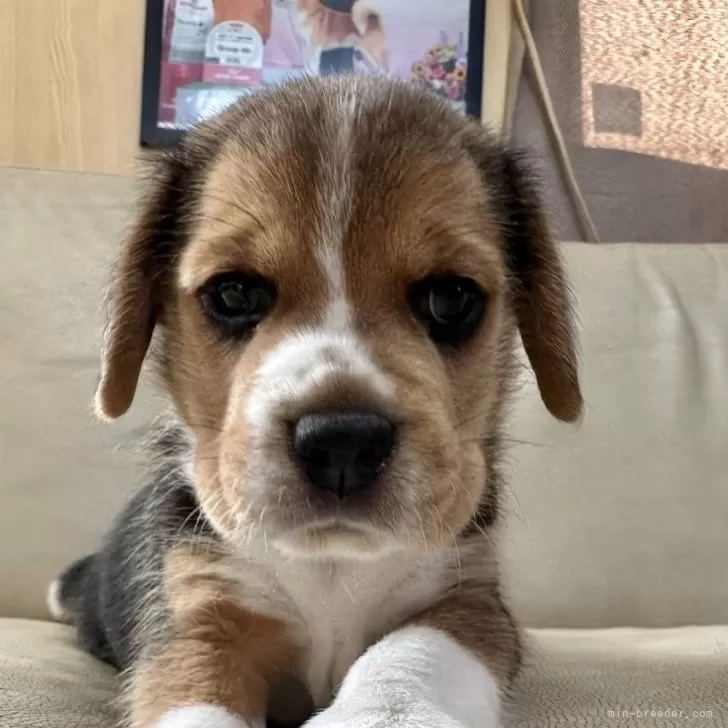 スバル 様のお迎えした子犬