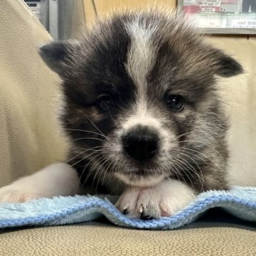 秋田犬【北海道・男の子・2024年7月8日・虎】の写真「良血統・父ロイヤルカナンアワード受賞犬」