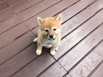 柴犬(標準サイズ)【北海道・女の子・2018年8月8日・赤】の写真「ちょっと困った顔してます😁」