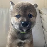 柴犬(標準サイズ)【北海道・男の子・2022年4月5日・胡麻】の写真1