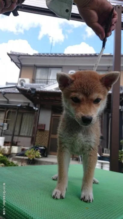 豆柴【大分県・男の子・2018年6月10日・赤】の写真1「09/03撮影」