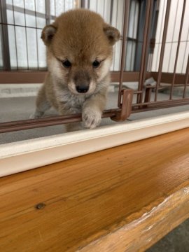 柴犬(豆柴)【大分県・女の子・2021年8月8日・赤】の写真「♡可愛い顔した女の仔♡」