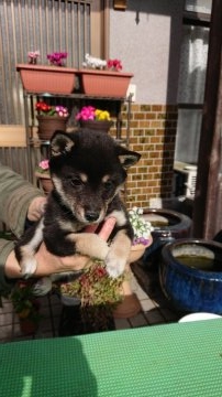 柴犬(豆柴)【大分県・女の子・2018年10月4日・黒】の写真「両親豆柴認定済。人懐っこくて甘えん坊な可愛い仔です」