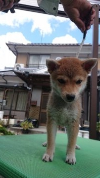 柴犬(豆柴)【大分県・男の子・2018年6月10日・赤】の写真「両親豆柴認定済。人懐っこくて甘えん坊な可愛い仔です」