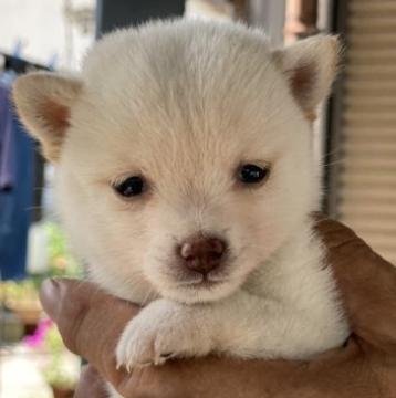 柴犬(豆柴)【大分県・女の子・2022年8月2日・白】の写真「極小豆柴☆ちっちゃな可愛い女の仔☆」