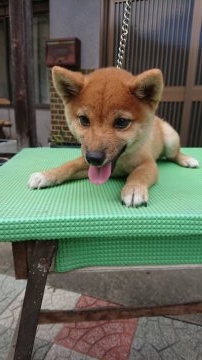 柴犬(豆柴)【大分県・男の子・2018年6月25日・赤】の写真「両親豆柴認定済。人懐っこくて甘えん坊な可愛い仔です」