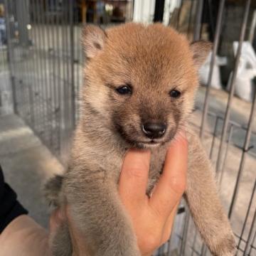 柴犬(豆柴)【大分県・女の子・2022年10月9日・赤】の写真「美人な顔の女の仔☆」