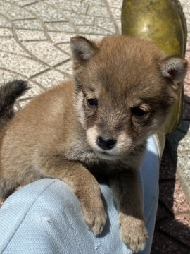 柴犬(豆柴)【大分県・男の子・2021年3月8日・赤】の写真「タレ目が可愛い小さな男の仔☆」